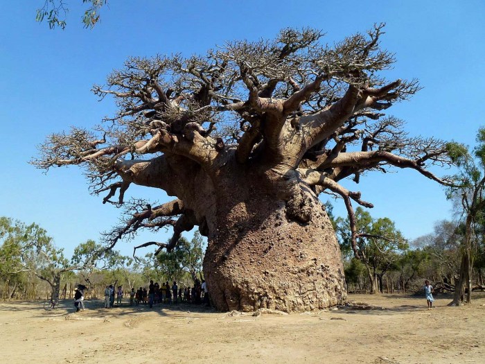 Baobab tree the little prince