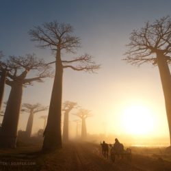 Baobab tree the little prince