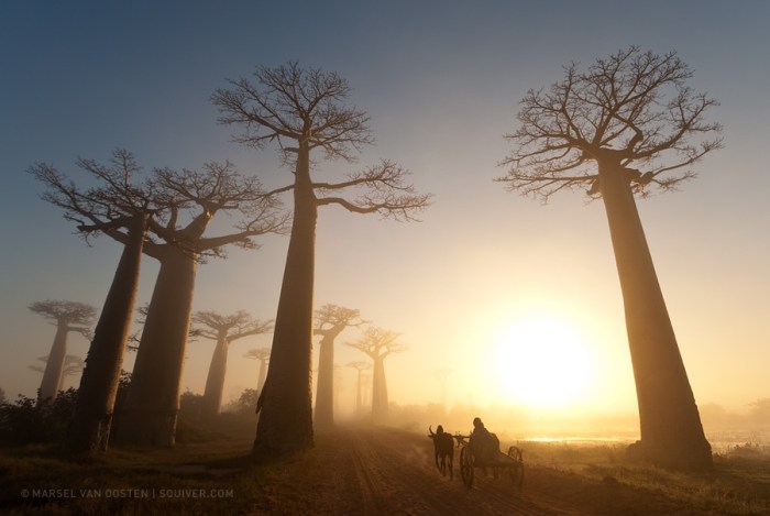 Baobab tree the little prince