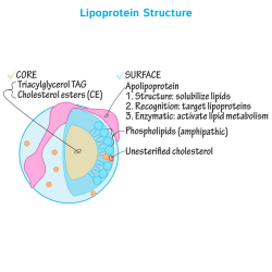 Ldl particles subclass cholesterol lipoprotein particle lipo