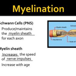 Neuron nerve impulse passing protects