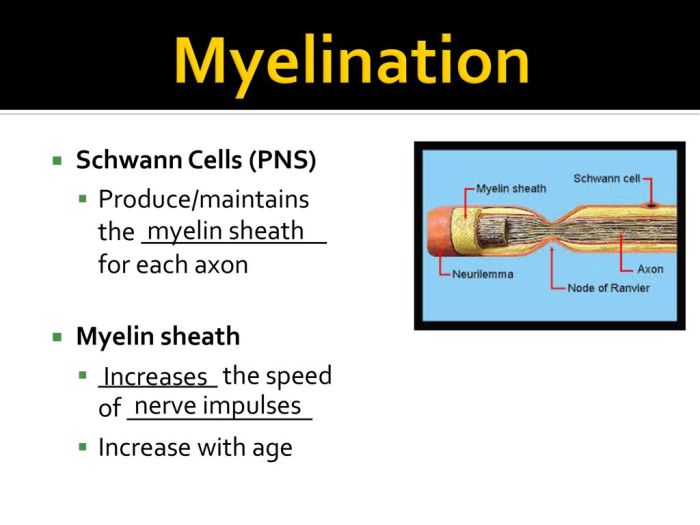 Neuron nerve impulse passing protects