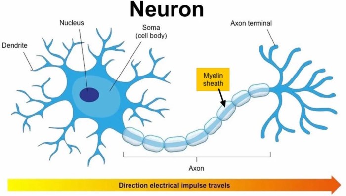 Which of the following statements is true regarding myelination