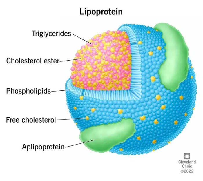 Drag the descriptor to its appropriate lipoprotein classification.