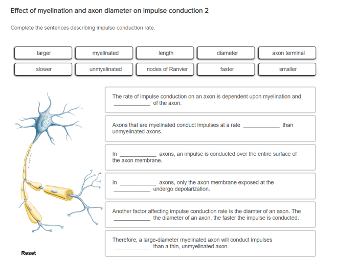 Which of the following statements is true regarding myelination