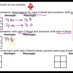 Alleles codominance genetics punnett square improve timestablesworksheets